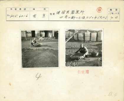整理橡子的丰收场景.jpg