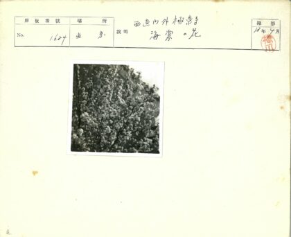春日繁花与建筑剪影.jpg