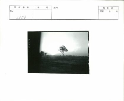 晨曦田野孤树电线景观.jpg