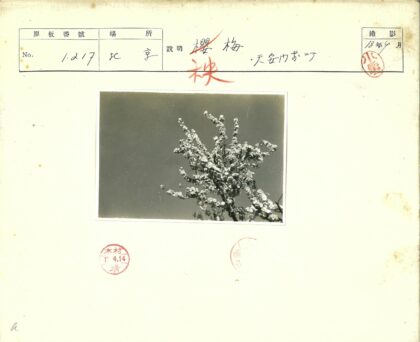 晴朗天空下繁茂枝叶.jpg