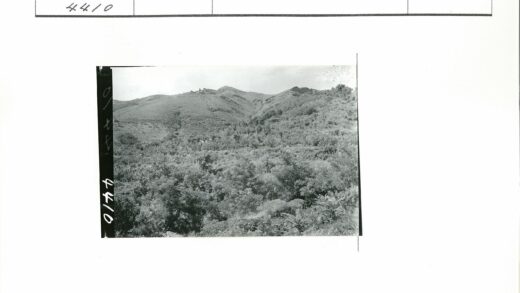 晴朗山地茂密植被景观.jpg