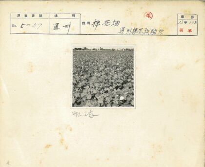 晴空下广阔棉花田与树.jpg