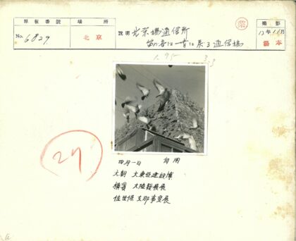晴空下旧建筑群鸽飞翔.jpg