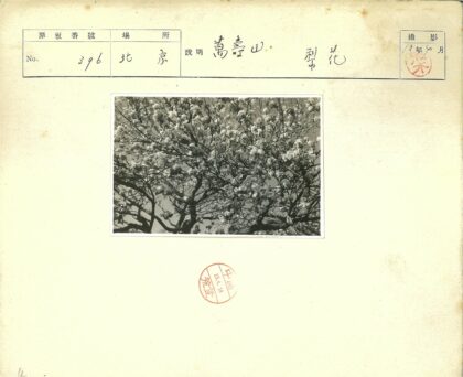 晴空下盛开花树.jpg