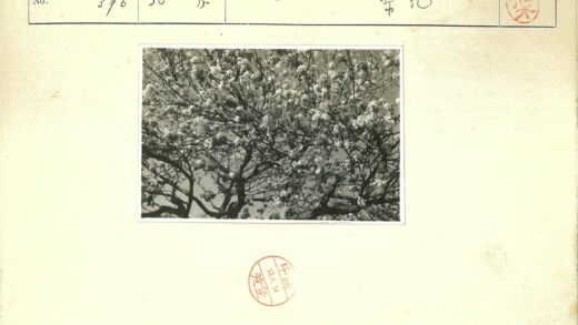 晴空下盛开花树.jpg