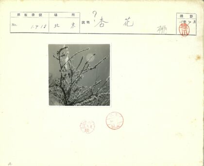 晴空下花树盛开.jpg