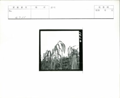 晴空下高株植物细长种子特写.jpg