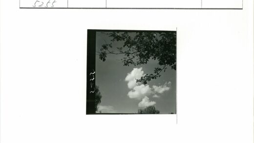 晴空枝叶黑白照.jpg