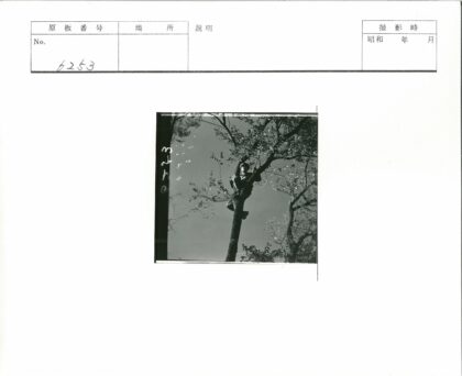 晴空树下独坐.jpg