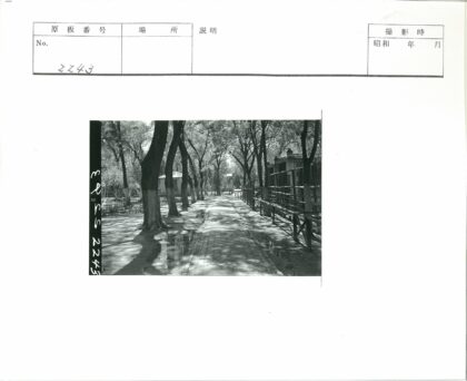 晴空树影下的幽静小路.jpg