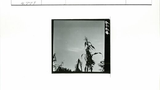 晴空高大植物剪影.jpg