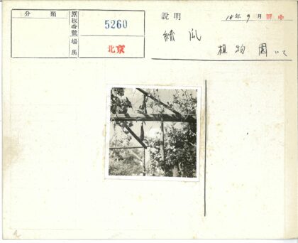 木框攀缘植物树木天空.jpg