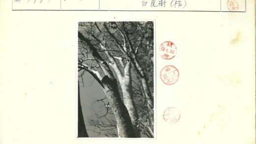 枯枝伸向天空的单色剪影.jpg