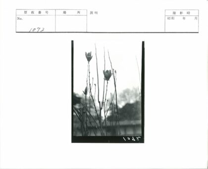 枯枝繁花映朦胧天空.jpg