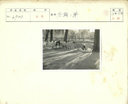 树下羊群与汽车背景.jpg