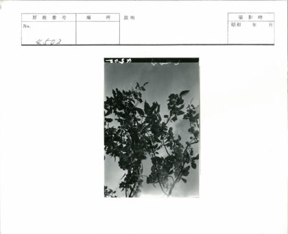 树枝挂满小苹果映衬蓝天.jpg