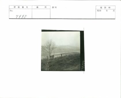 梯子树旁原野远山.jpg
