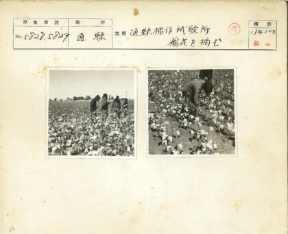 棉农弯腰采白棉.jpg