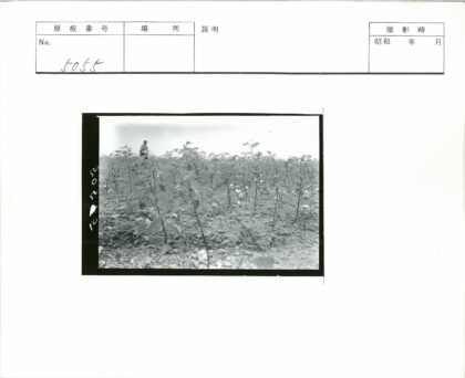 棉田拾花人背影.jpg