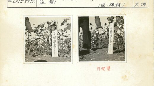 棉田采摘工人与外语标牌.jpg