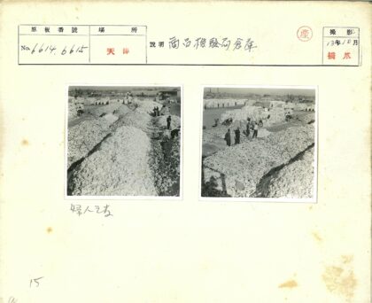 棉花劳作与摩托车场景.jpg