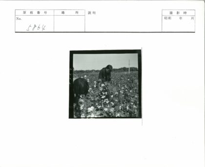 棉花田劳作纪实.jpg