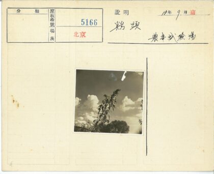 棕色调植物与晴空云朵.jpg