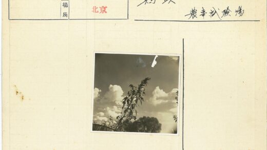 棕色调植物与晴空云朵.jpg