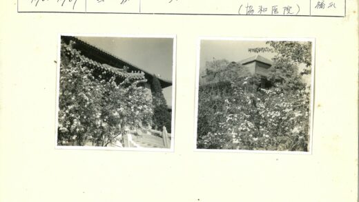森林木屋与白花盛景.jpg