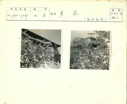 森林木屋与繁花绿叶.jpg
