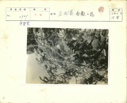 森林枝叶细节特写.jpg