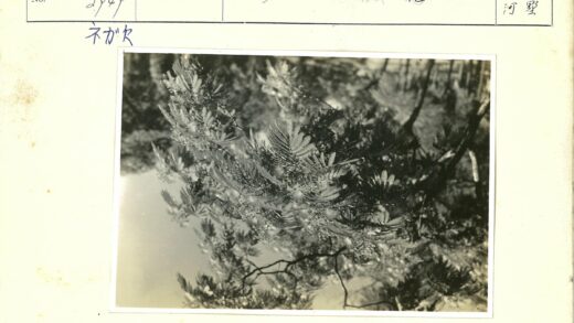 森林枝叶细节特写.jpg