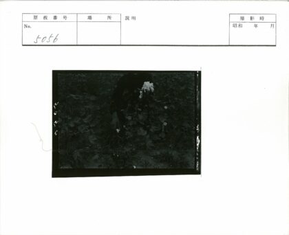 植被丛中手持棉花.jpg