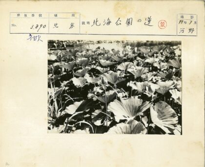 池塘荷花黑白摄影.jpg