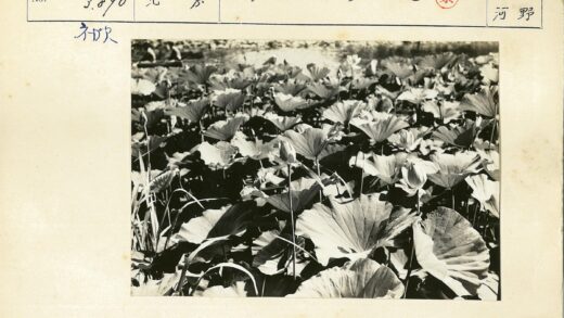 池塘荷花黑白摄影.jpg