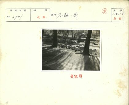 河边羊群与木桥风景.jpg