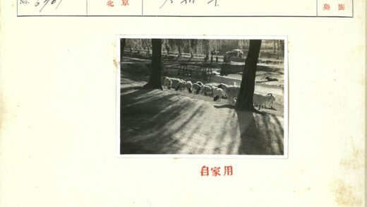 河边羊群与木桥风景.jpg