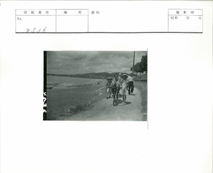 海边小路与驴漫步.jpg