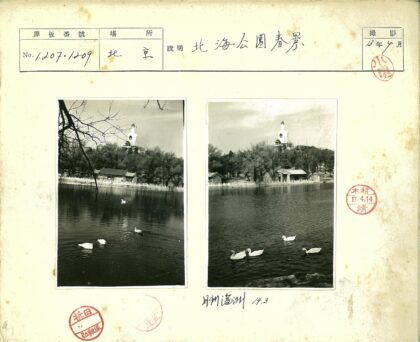 湖中鸭群与大佛塔风光.jpg