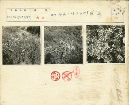 灌木丛白色小花盛开.jpg