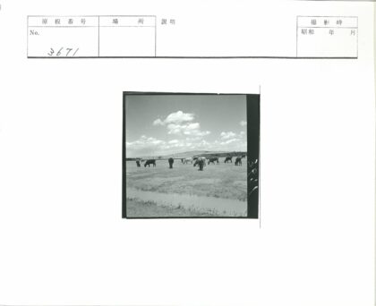牛群吃草山丘云空风光.jpg