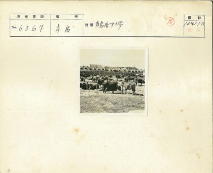 牧场奶牛与农舍晴空.jpg