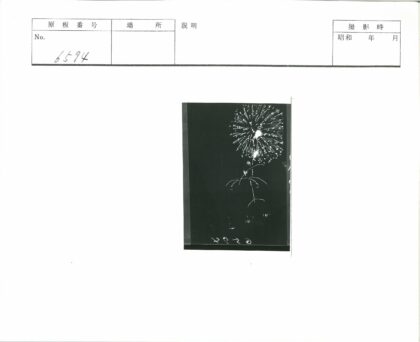 璀璨烟花夜空光轨.jpg