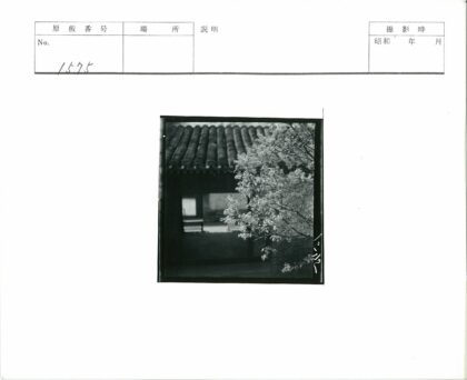 瓦房旁盛开的树.jpg