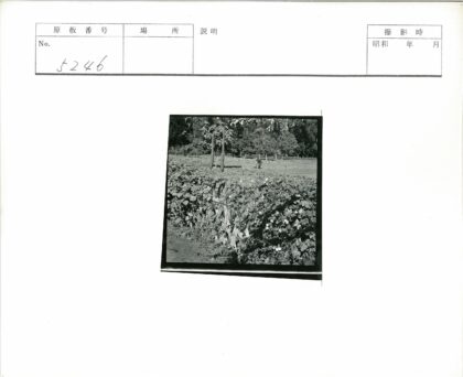 田园劳作与硕果丰收.jpg