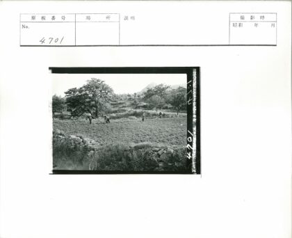 田野劳作与石墙风景.jpg