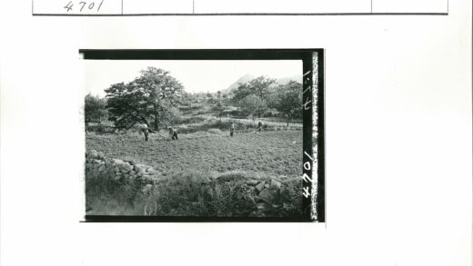 田野劳作与石墙风景.jpg