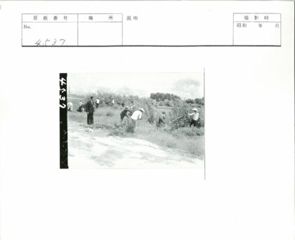 田野劳作与观察者.jpg