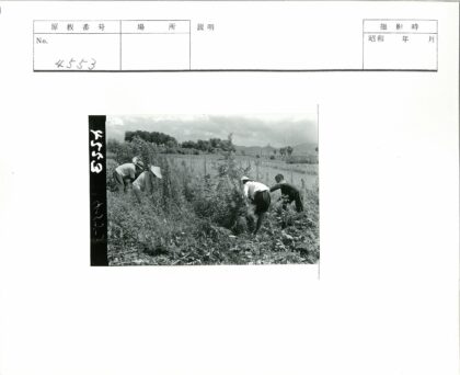 田野劳作与远山风光.jpg