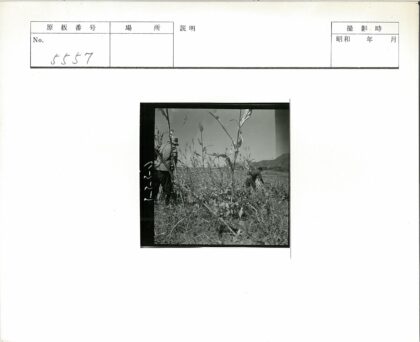 田野劳作与高山风光.jpg